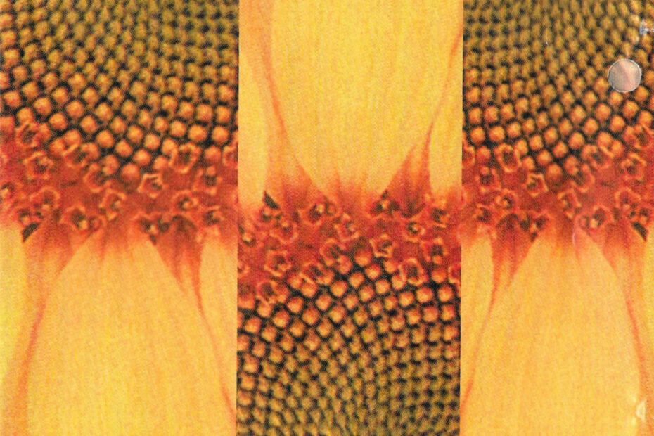 Cover of Pollen by Mandragora